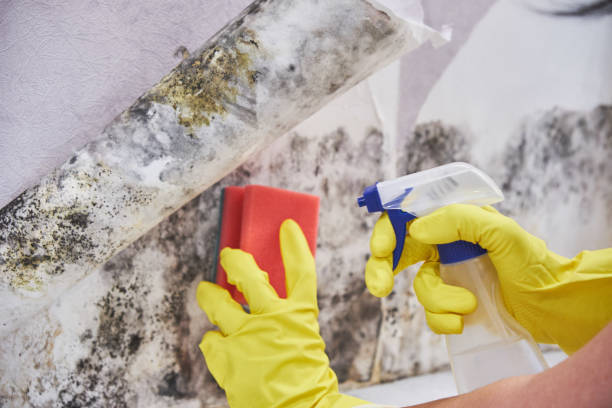 Best Biohazard Mold Removal  in Genesee, ID